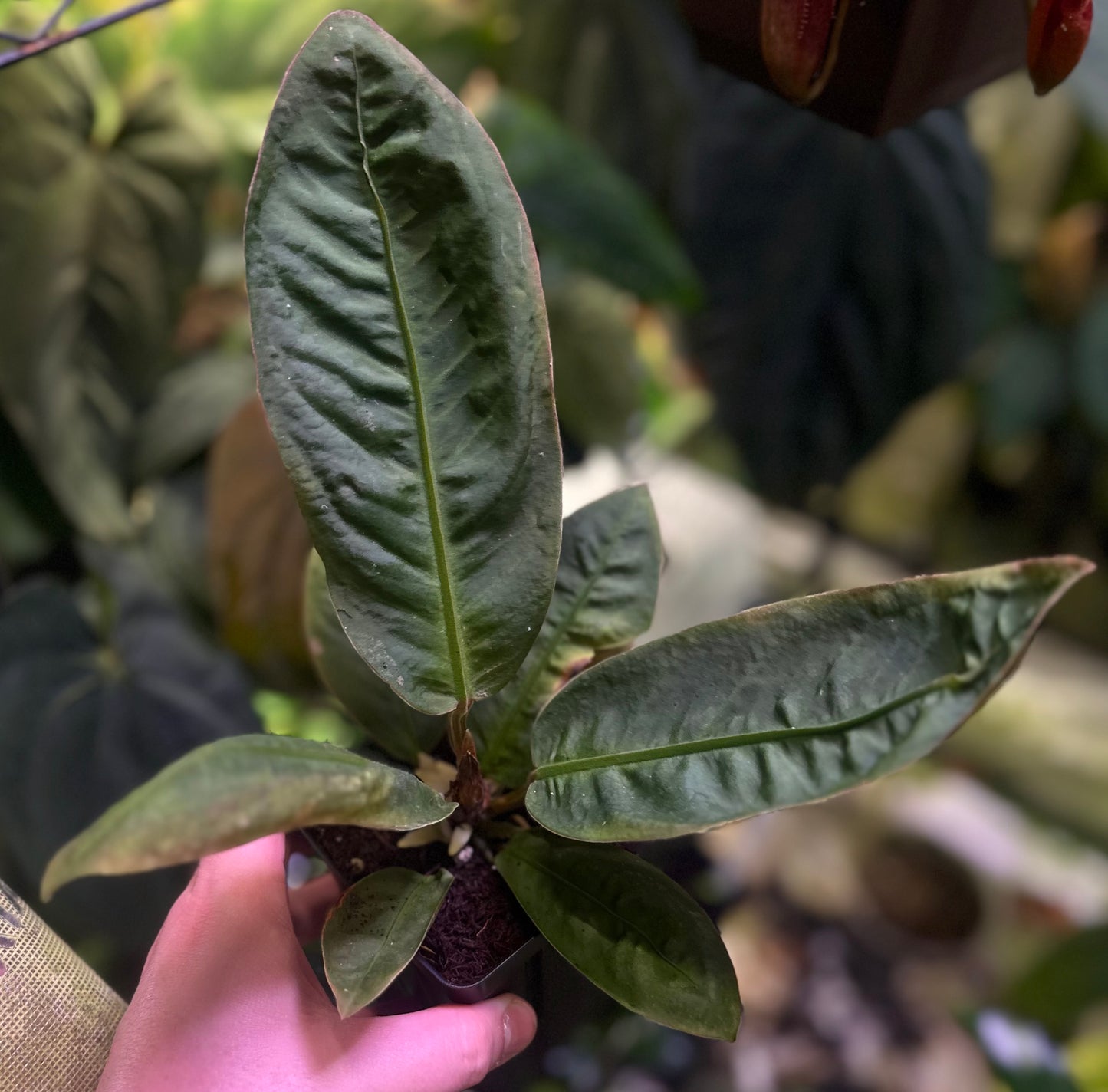 Anthurium willifordii *EXTREMELY RARE*