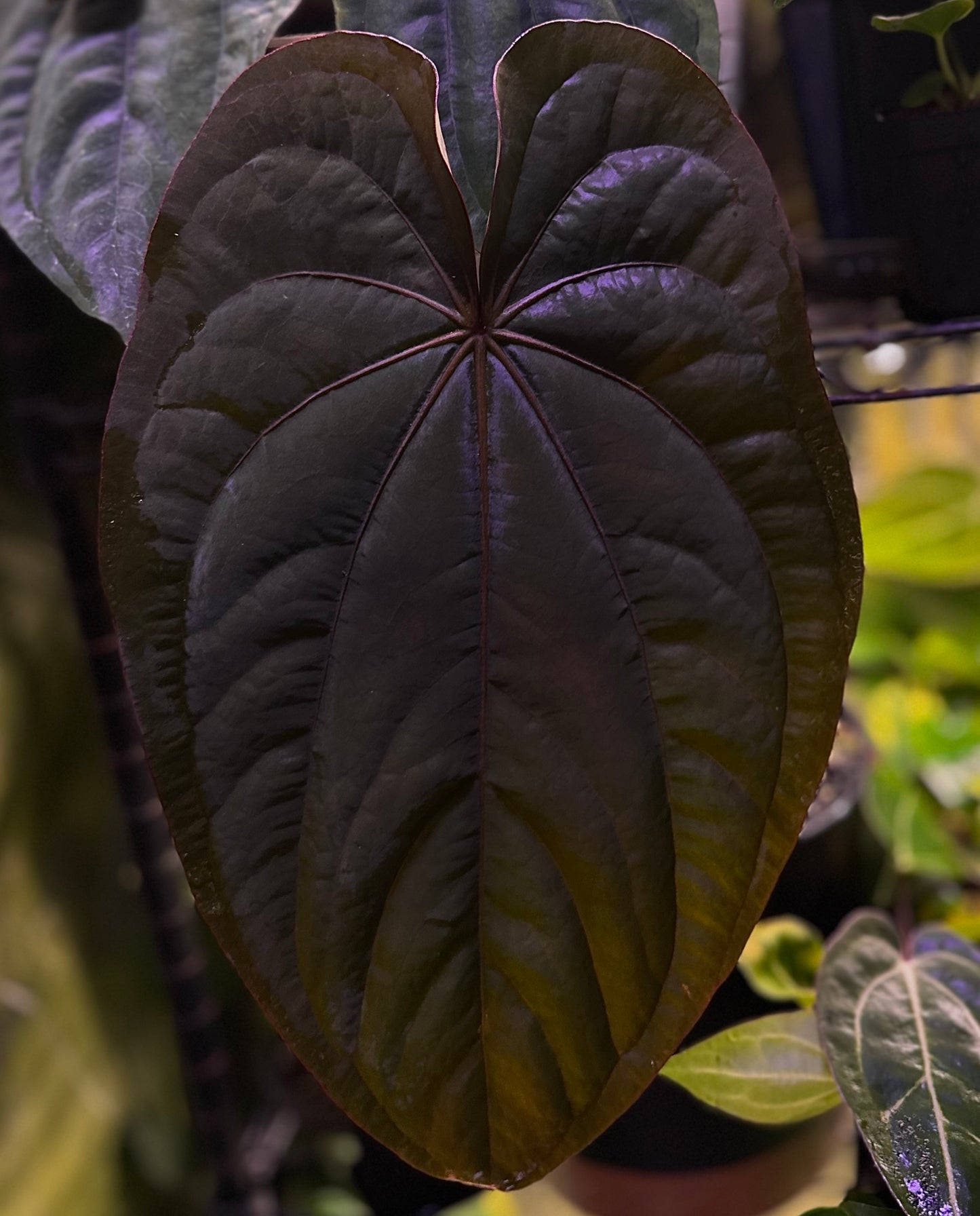 Anthurium dressleri RG (F2 x Black) F2 "Aspis" x "Purple Haze"