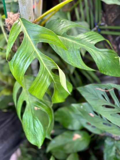 Monstera glaucescens