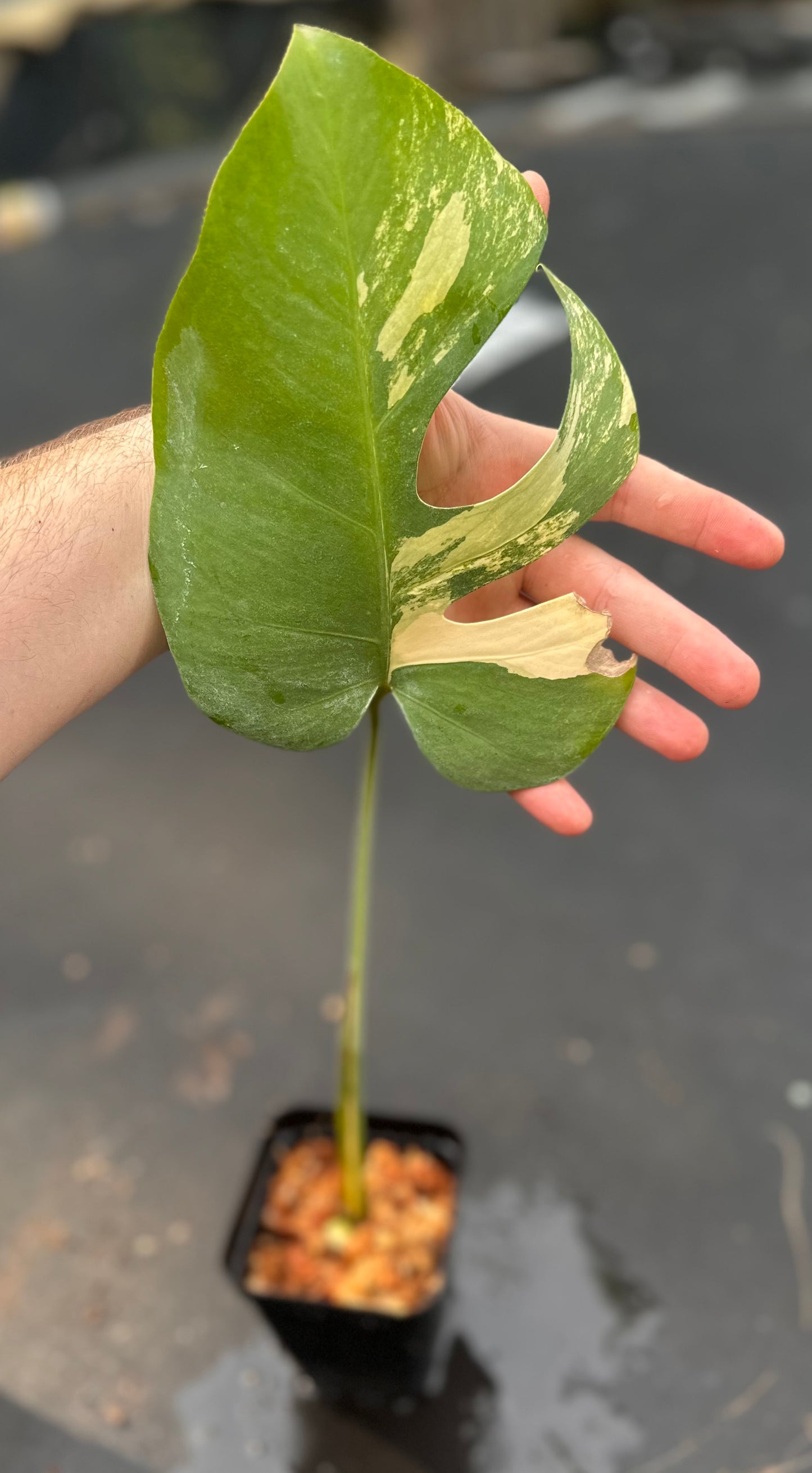 Custom order for Gerry