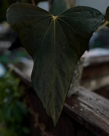 Anthurium sp. nov DF