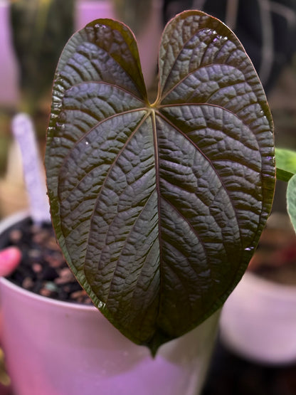 long necked anthurium Anthurium (pap "Long x Long Bullet" x splendidum) x dressleri “Obsidian” *seedlings*