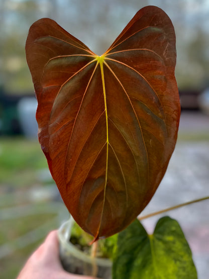 Anthurium papillilaminum ‘RL x FS’ x antolakii (BVEP) ‘Felix’