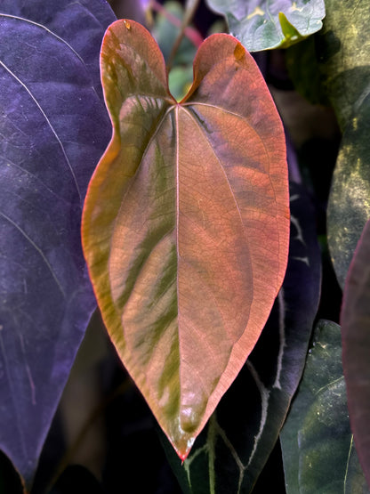 Anthurium portillae “Dorito” x dressleri RG