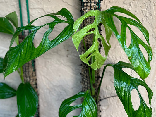 Monstera gracilis “Tingo Maria”