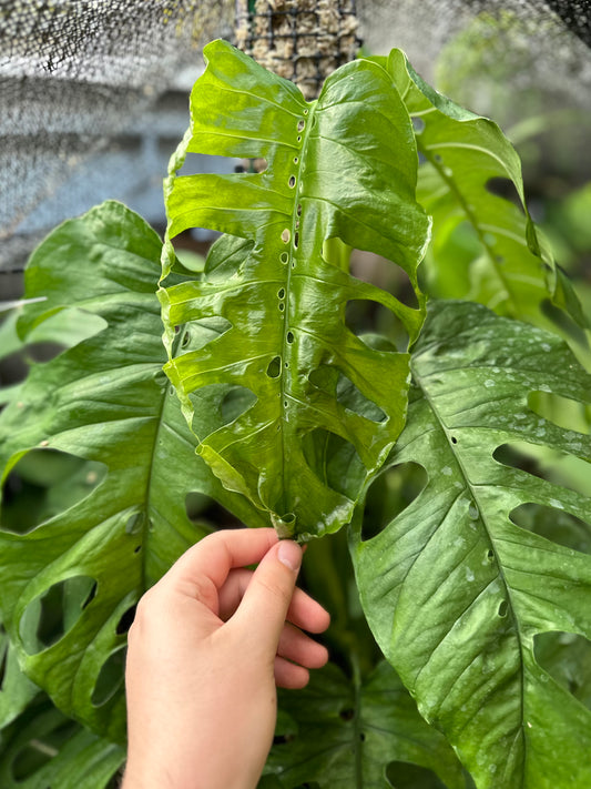 Monstera membranacea (Limón/Caribbean form)