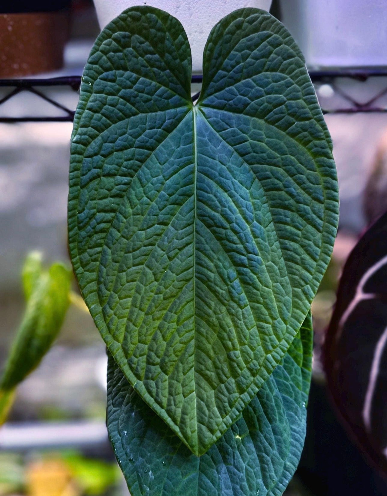 Anthurium dressleri "Obsidian" x (BVEP x splendidum) *sprouted seeds*