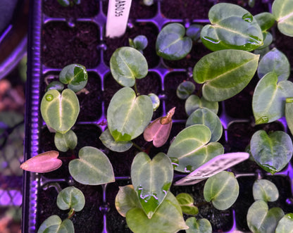 Anthurium carlablackiae RA13 x (RA5x10)