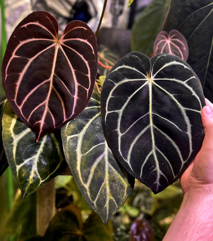 Anthurium carlablackiae RA10 (s1) x dressleri "Obsidian" *seedlings*