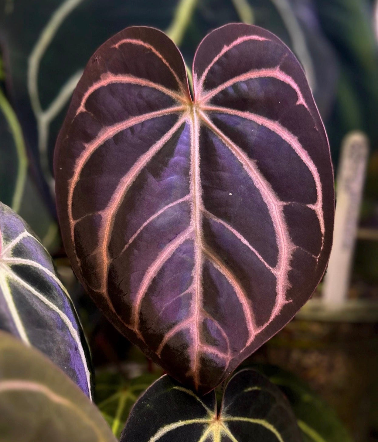 Anthurium dressleri RG (Black x F2) x carlablackiae RA10 s1 *sprouted seeds*