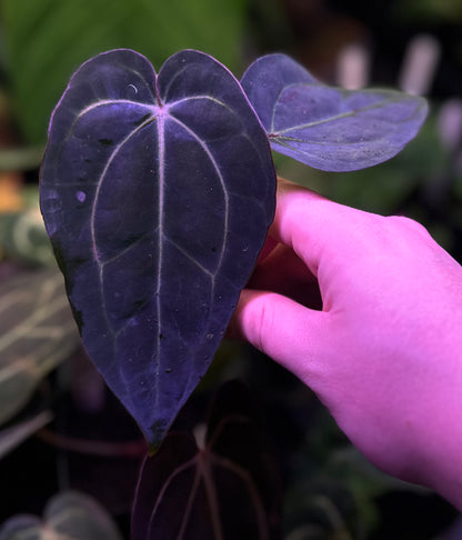 anthurium cavalli purple Anthurium carlablackiae RA5x10 x (dress RG F2 x carla "Amanda") – AABexotics