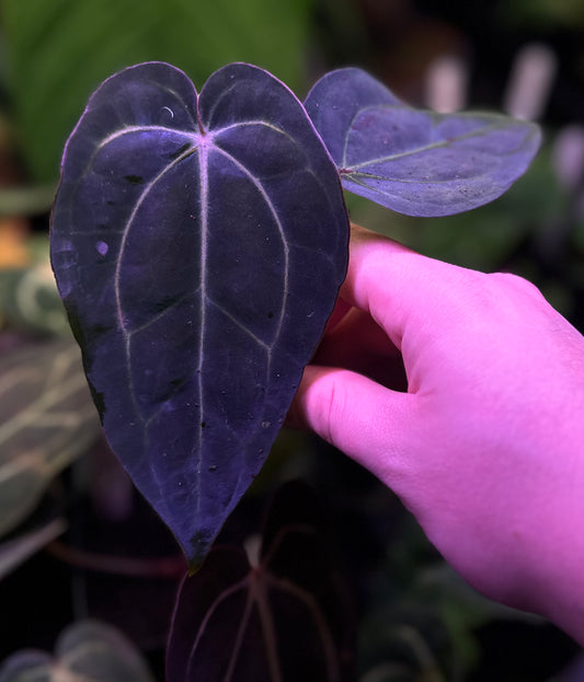 Anthurium carlablackiae RA5x10 x (dress RG F2 x carla "Amanda")