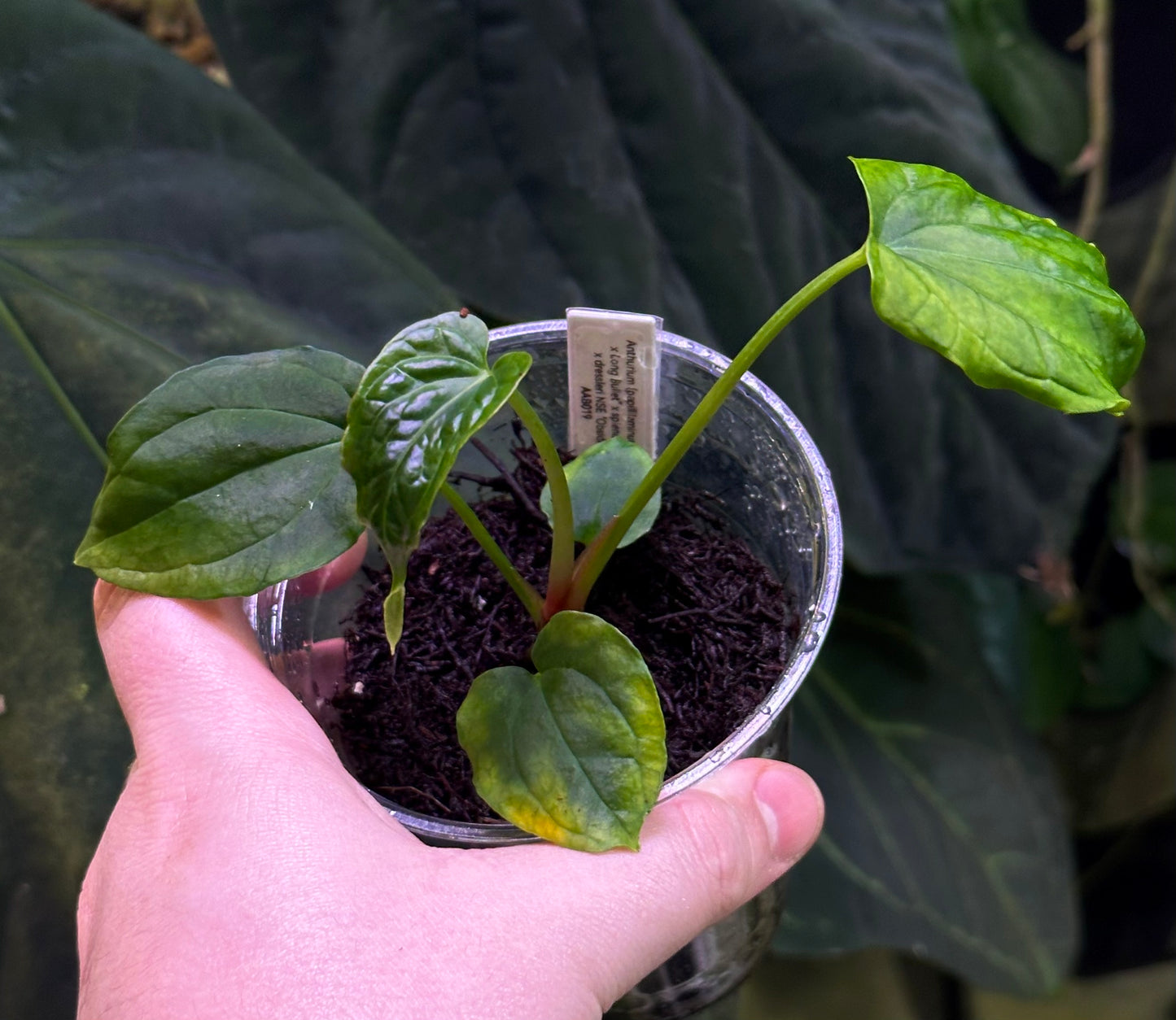 Anthurium (papillilaminum "Long x Long Bullet" x splendidum) x dressleri “Obsidian” *seedlings*