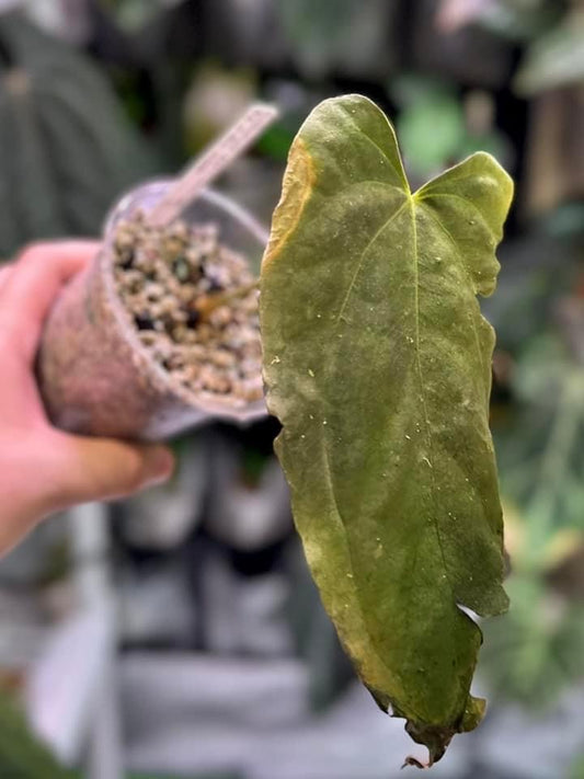 Anthurium papillilaminum ‘FS’ x ‘RL’ (Peyton)