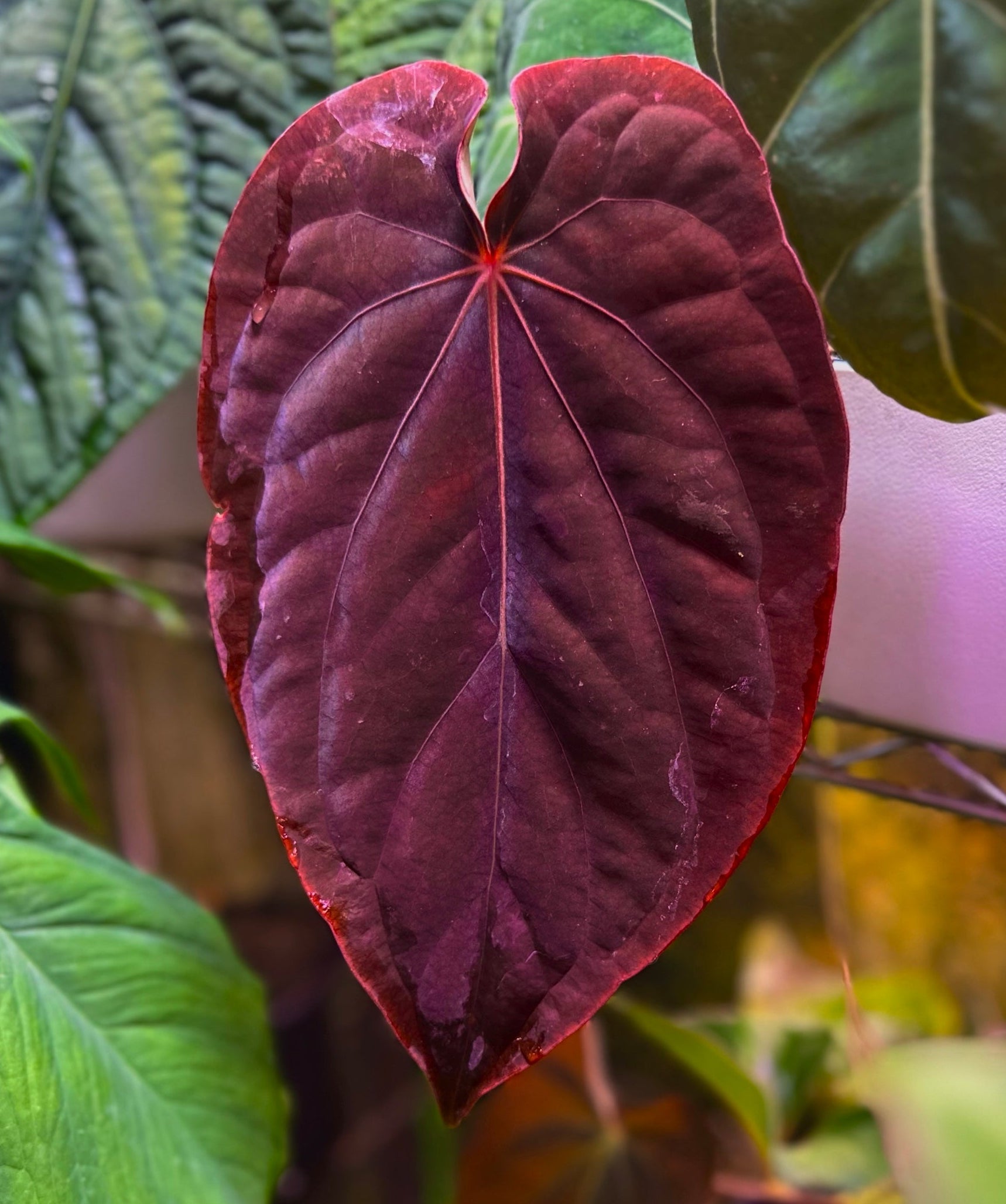 Anthurium (dressleri RG F2 x carlablackiae “Amanda”) x (dressleri