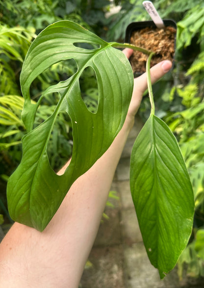 Monstera gracilis “Tingo Maria”