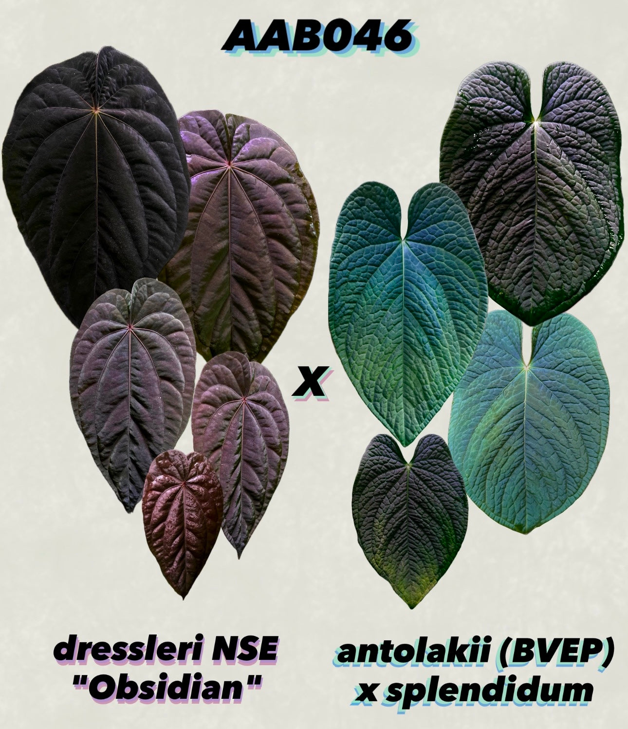 Anthurium dressleri 