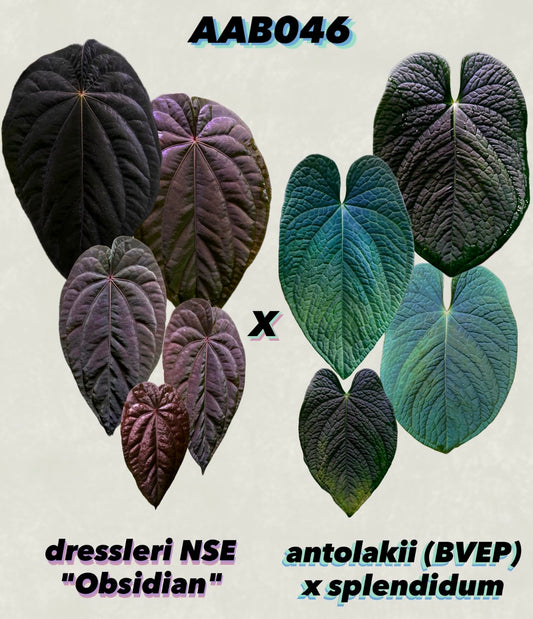 Anthurium dressleri "Obsidian" x (BVEP x splendidum) *sprouted seeds*