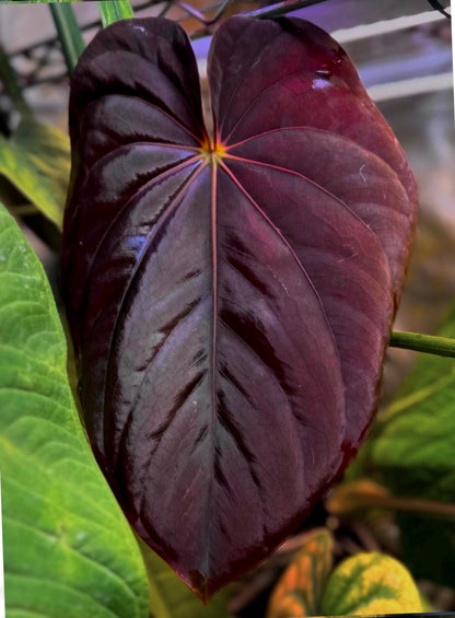Anthurium (dressleri RG F2 x carlablackiae “Amanda”) x (dressleri “Oliver” x BVEP “Felix”)
