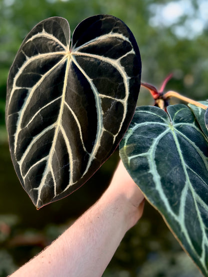 Anthurium carlablackiae RA10 (s1) x dressleri "Obsidian" *seedlings*