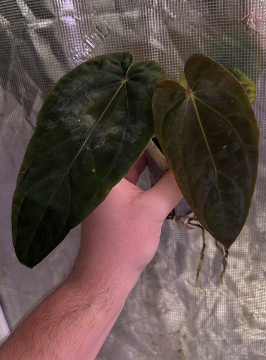 Anthurium (dressleri RG F2 x carlablackiae) x dressleri “Obsidian”