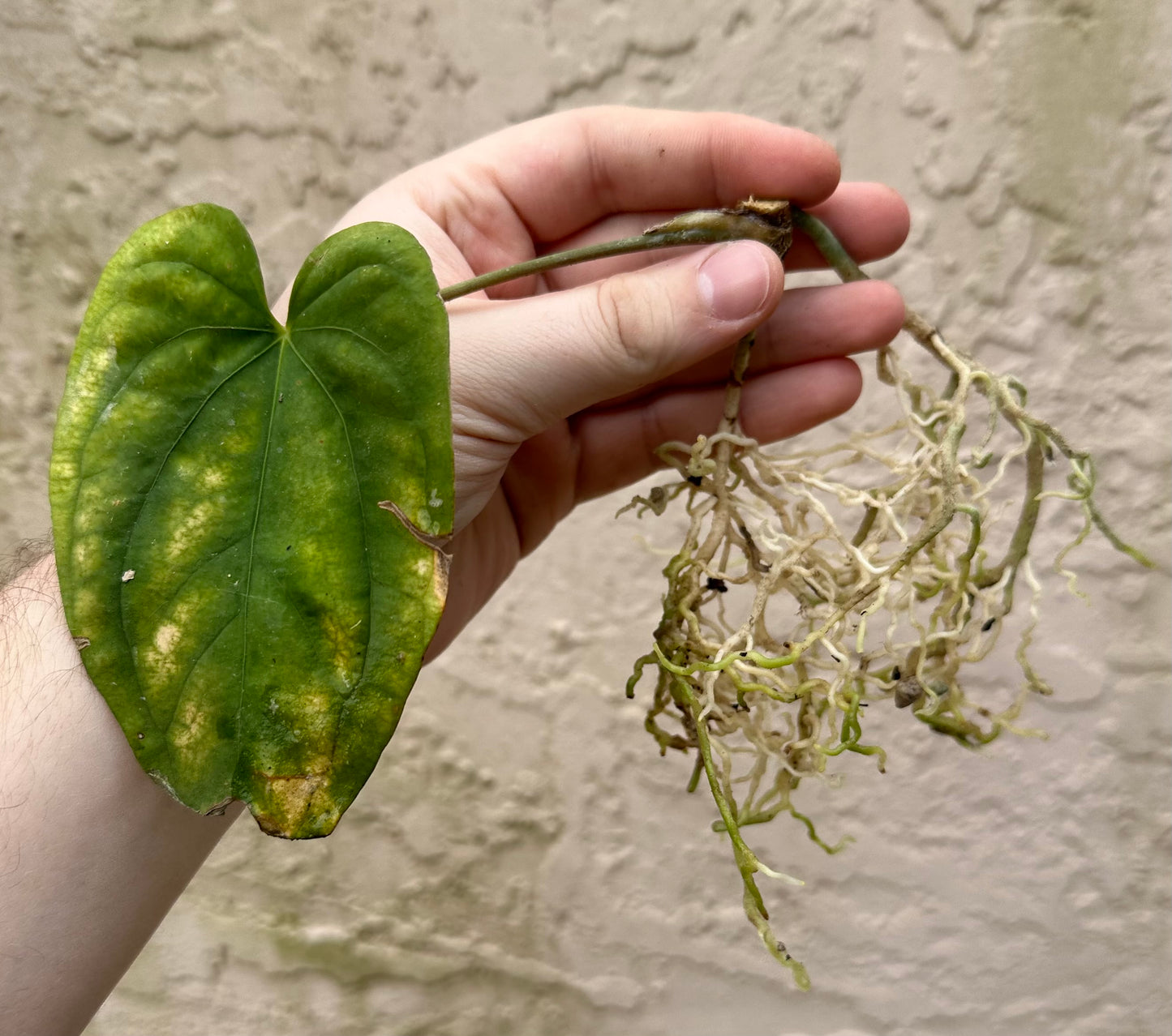 Anthurium papillilaminum “Gatorskin” x “Dadbod”