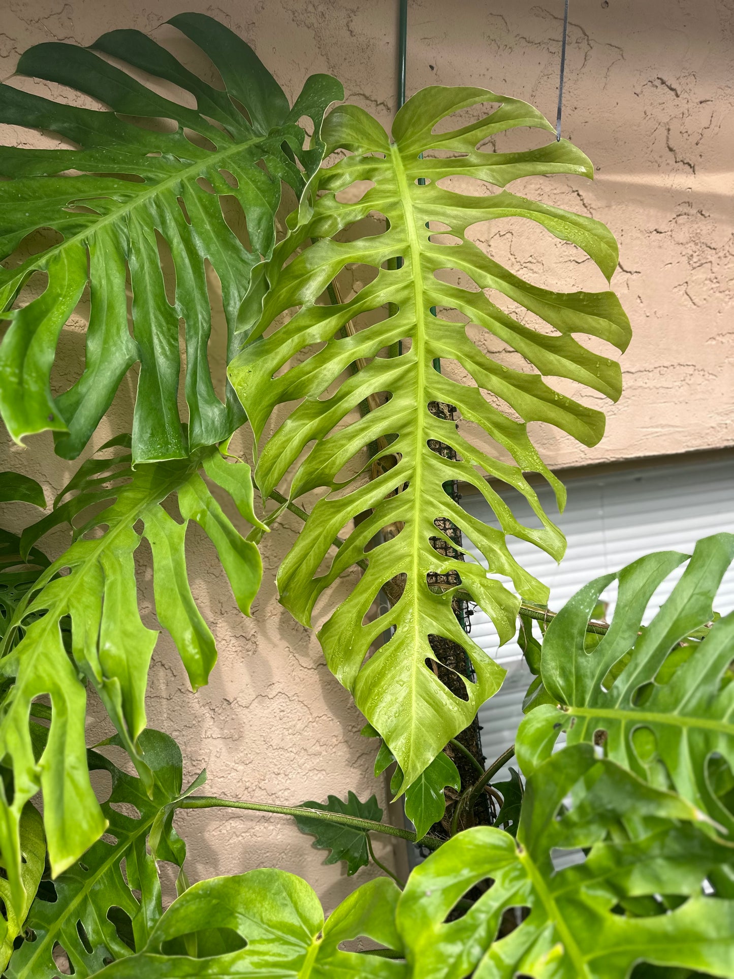 Monstera punctulata