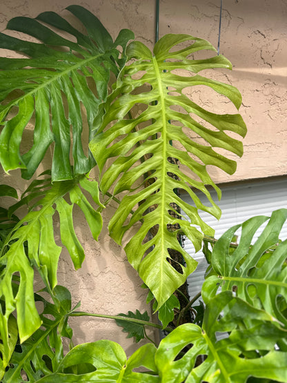 Monstera punctulata