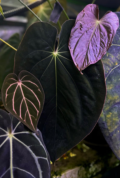 Anthurium antolakii (BVEP) "Round x RA1" x dressleri "Obsidian" *seedlings*