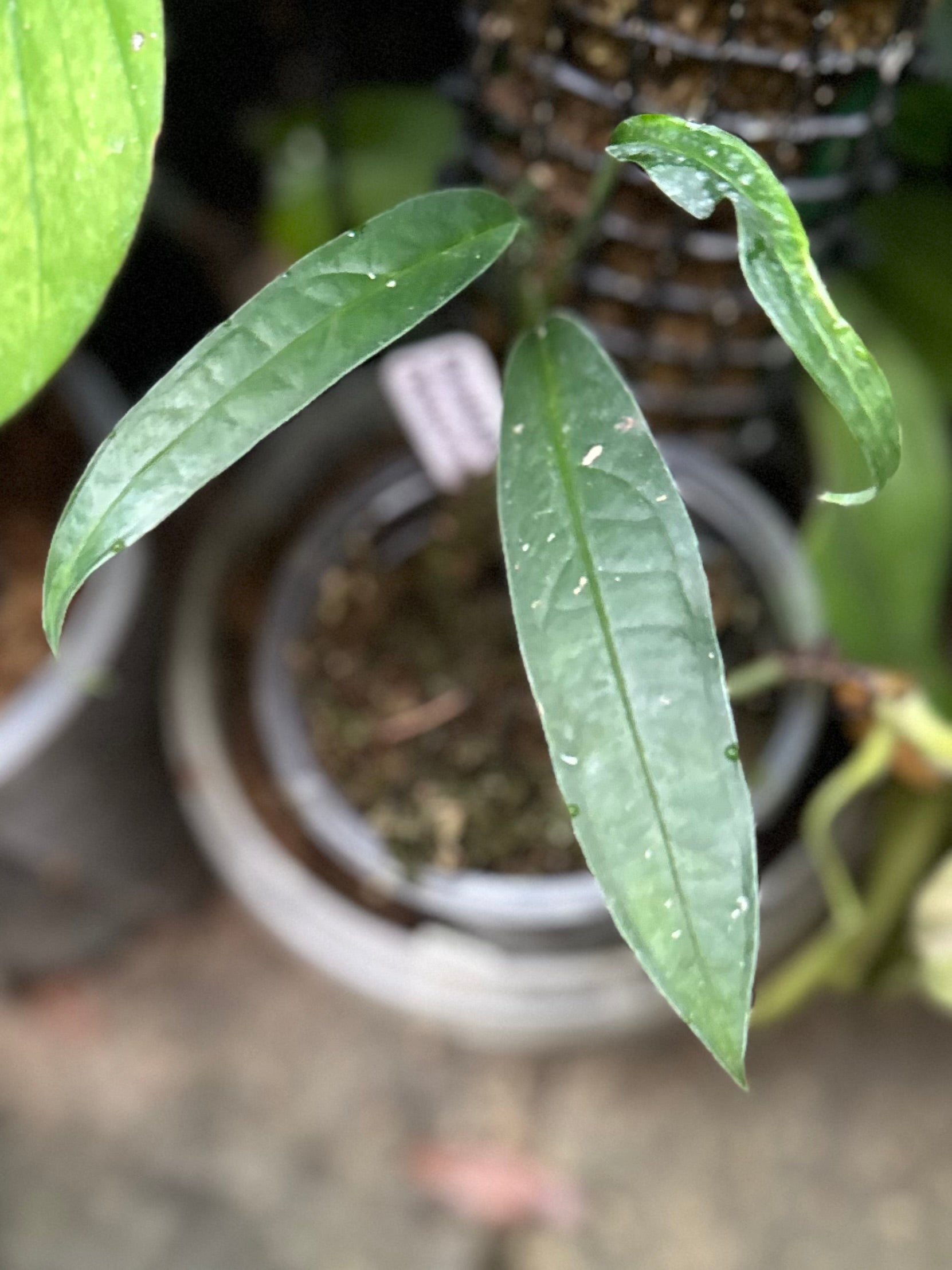 Monstera obliqua “Yasuní” – AABexotics