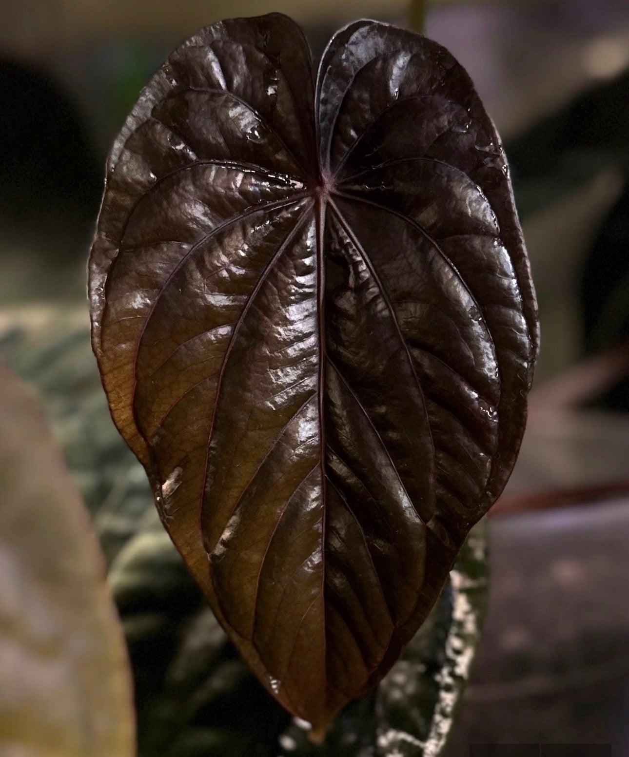 Anthurium dressleri "Obsidian" x (BVEP x splendidum) *sprouted seeds*