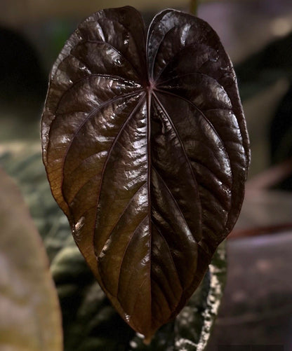 Anthurium dressleri "Obsidian" x (BVEP x splendidum) *sprouted seeds*