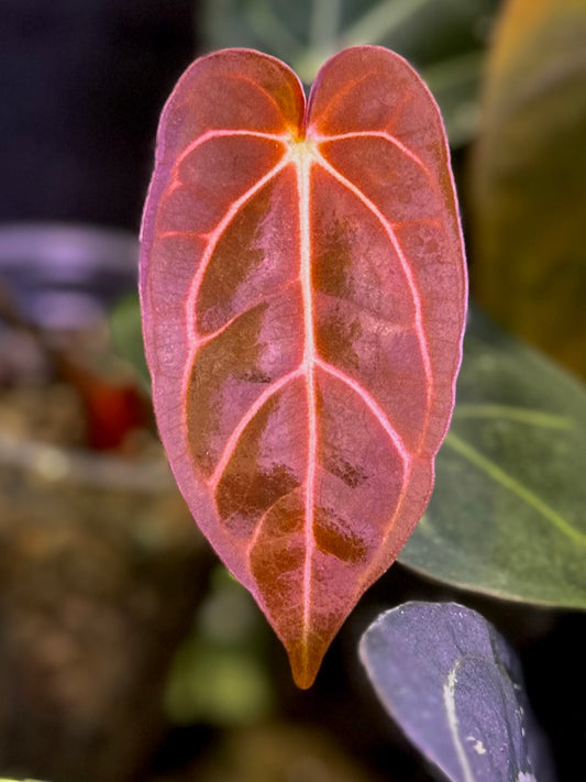 Anthurium carlablackiae A1 x self