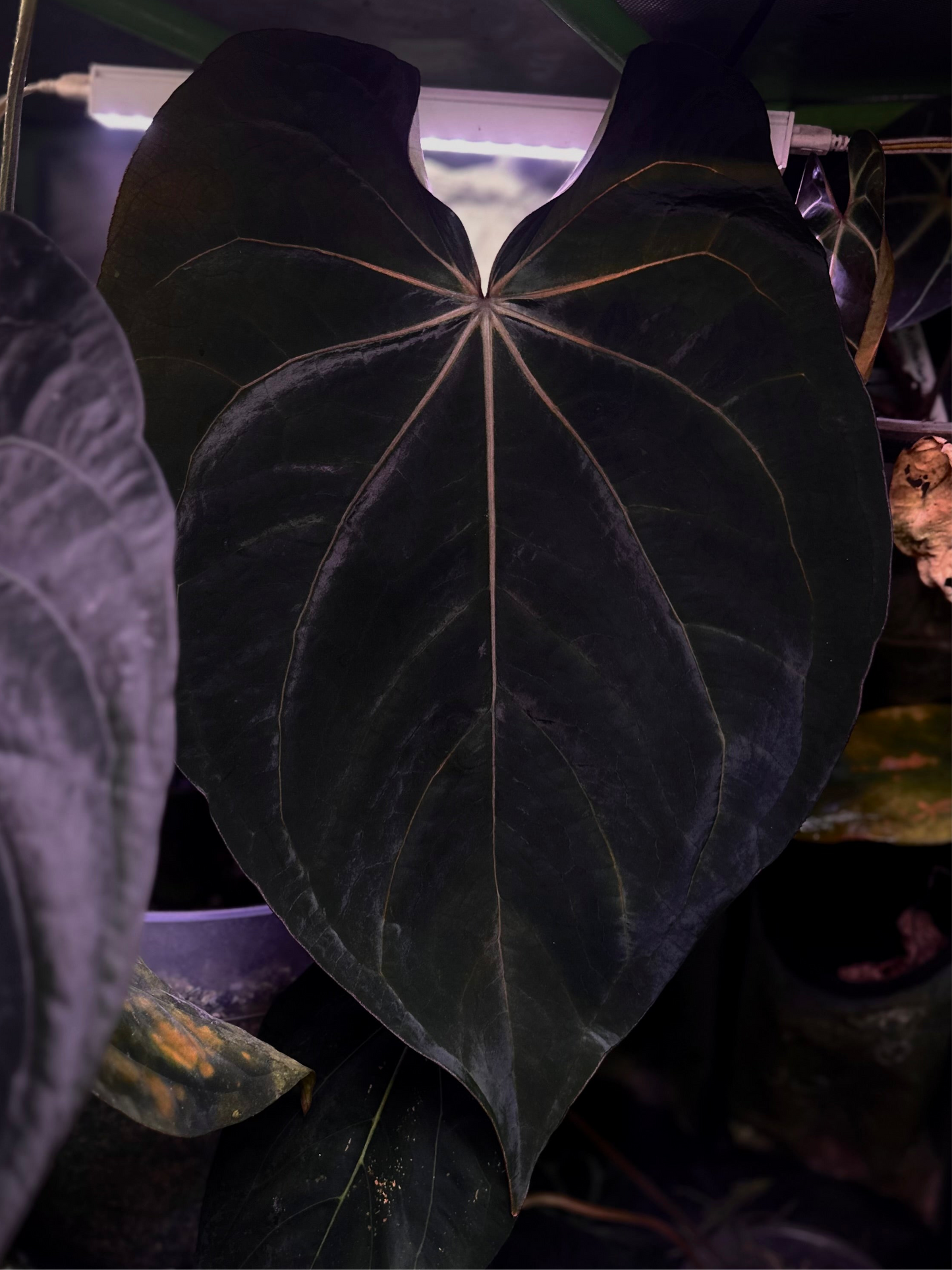 Anthurium carlablackiae RA5x10 x (dress RG F2 x carla "Amanda")