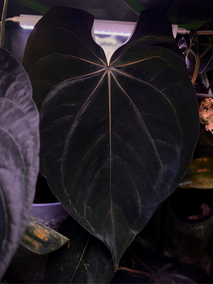 Anthurium carlablackiae RA5x10 x (dress RG F2 x carla "Amanda")