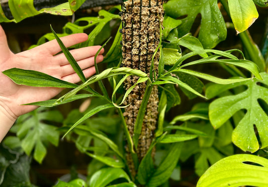 Monstera barrieri