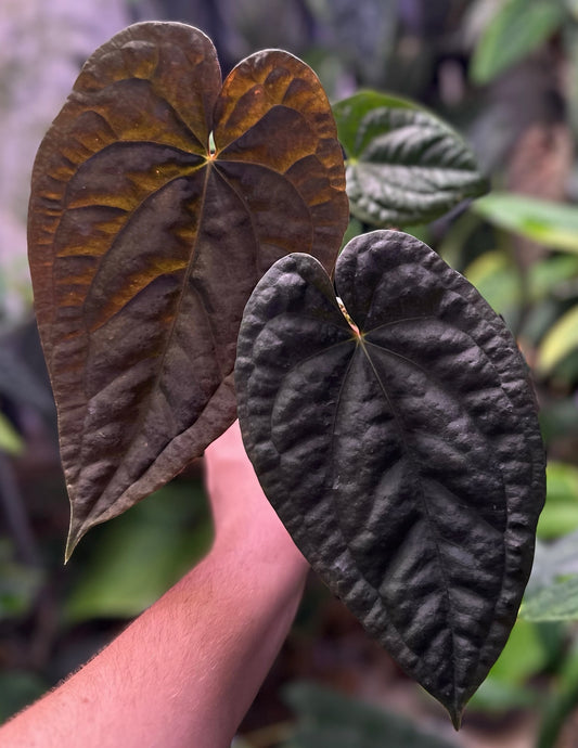 Anthurium ‘Black Magic’ (luxurians x dressleri RG)