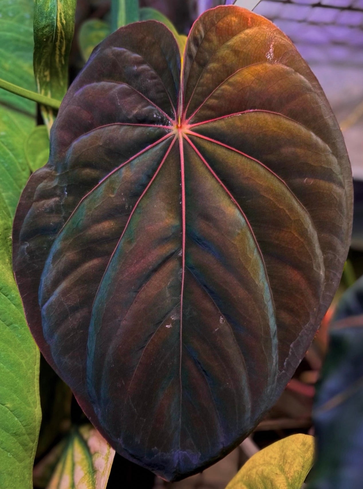 Anthurium (dressleri RG F2 x carlablackiae “Amanda”) x (dressleri “Oliver” x BVEP “Felix”)