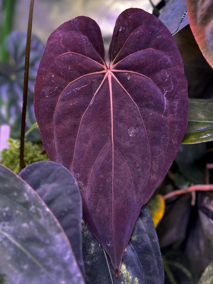 Anthurium (dressleri RG F2 x carlablackiae) x dressleri NSE “Obsidian”