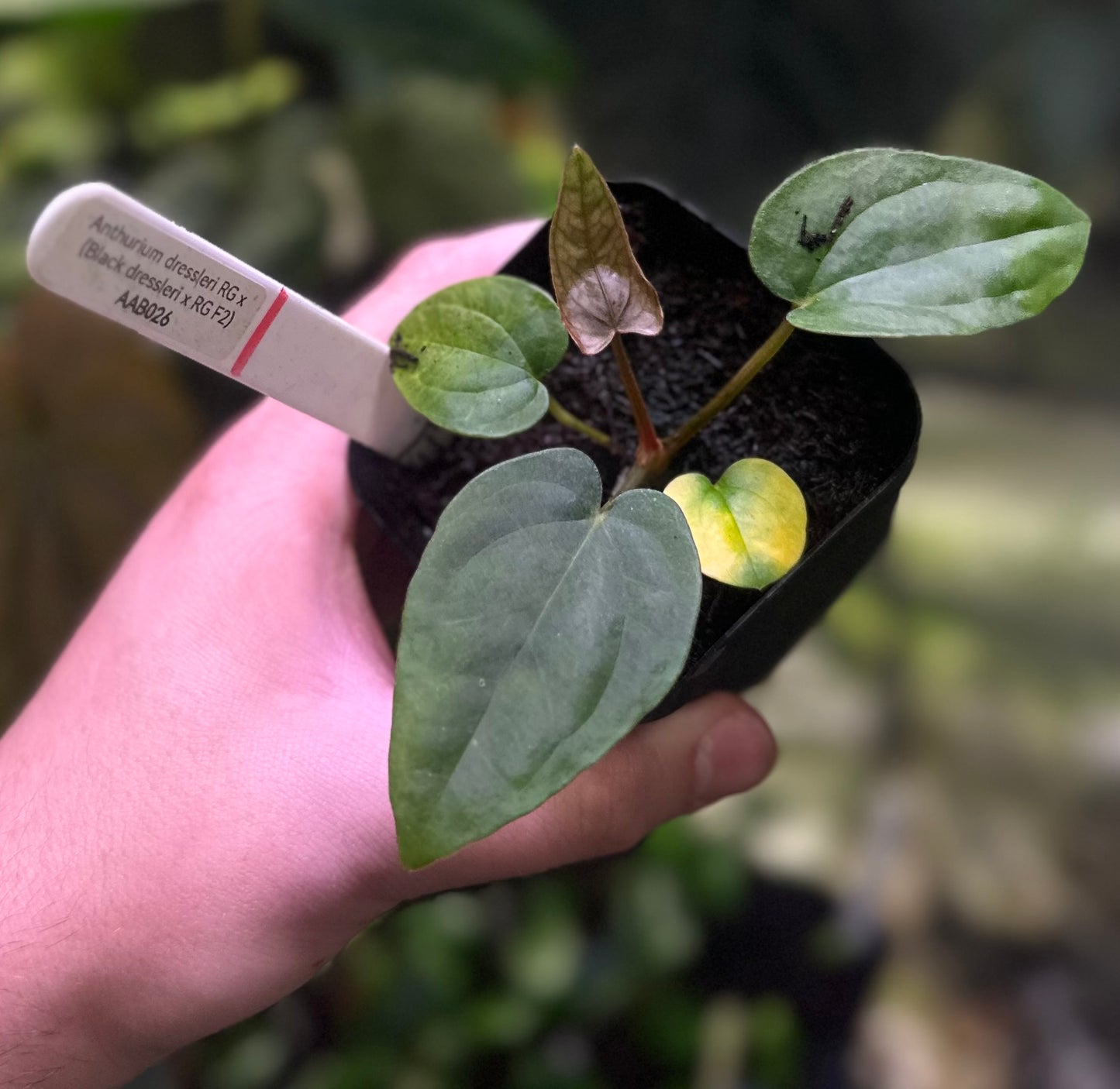 Anthurium dressleri RG x (Black dressleri x RG F2 dark) *seedlings*