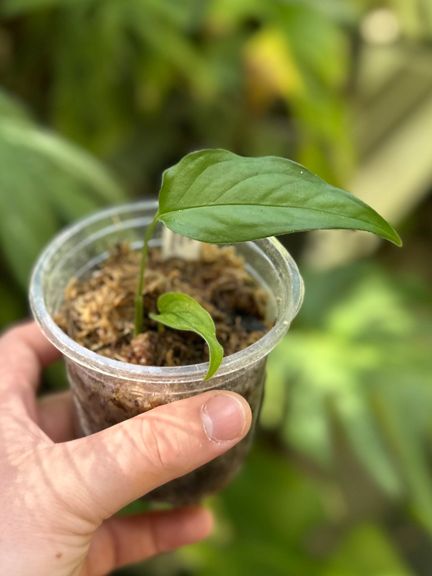 Monstera aff. obliqua “Filamentous”