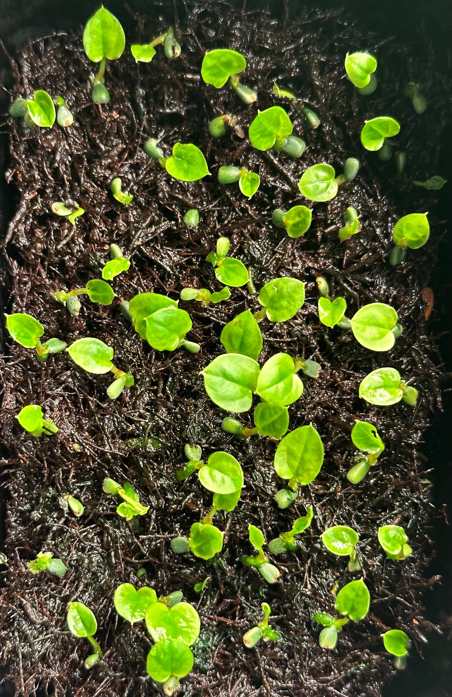 Anthurium dressleri NSE “Obsidian” x RG *seedlings*