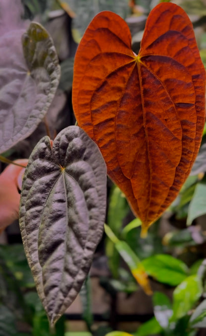 Anthurium ‘Black Magic’ (luxurians x dressleri RG)