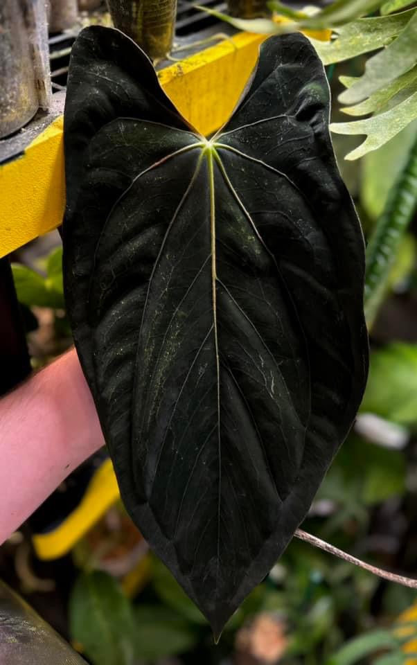 Anthurium papillilaminum "Nightshade" x (dressleri RG F2 x carlablackiae)