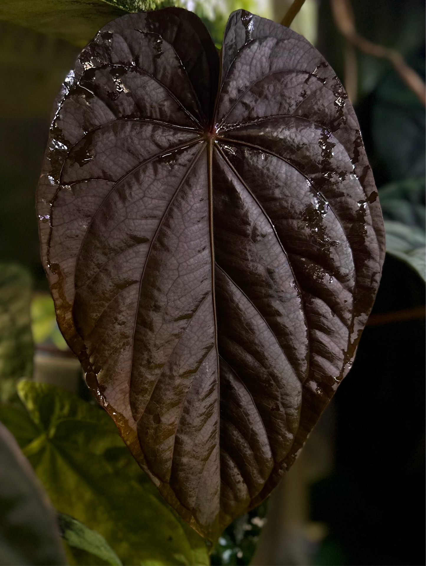 Anthurium dressleri “Obsidian” *CLONE*