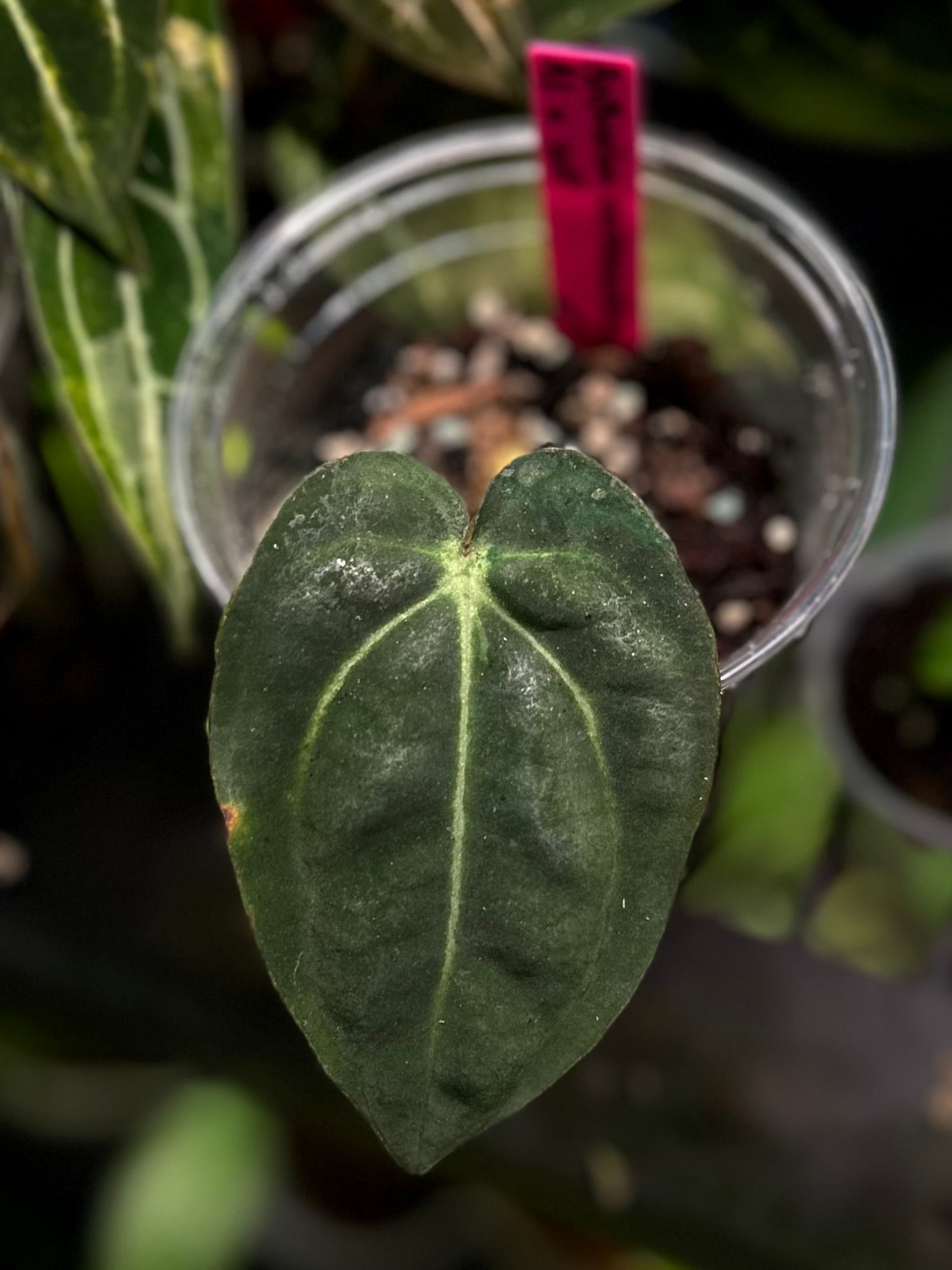 Anthurium carlablackiae A1 x self