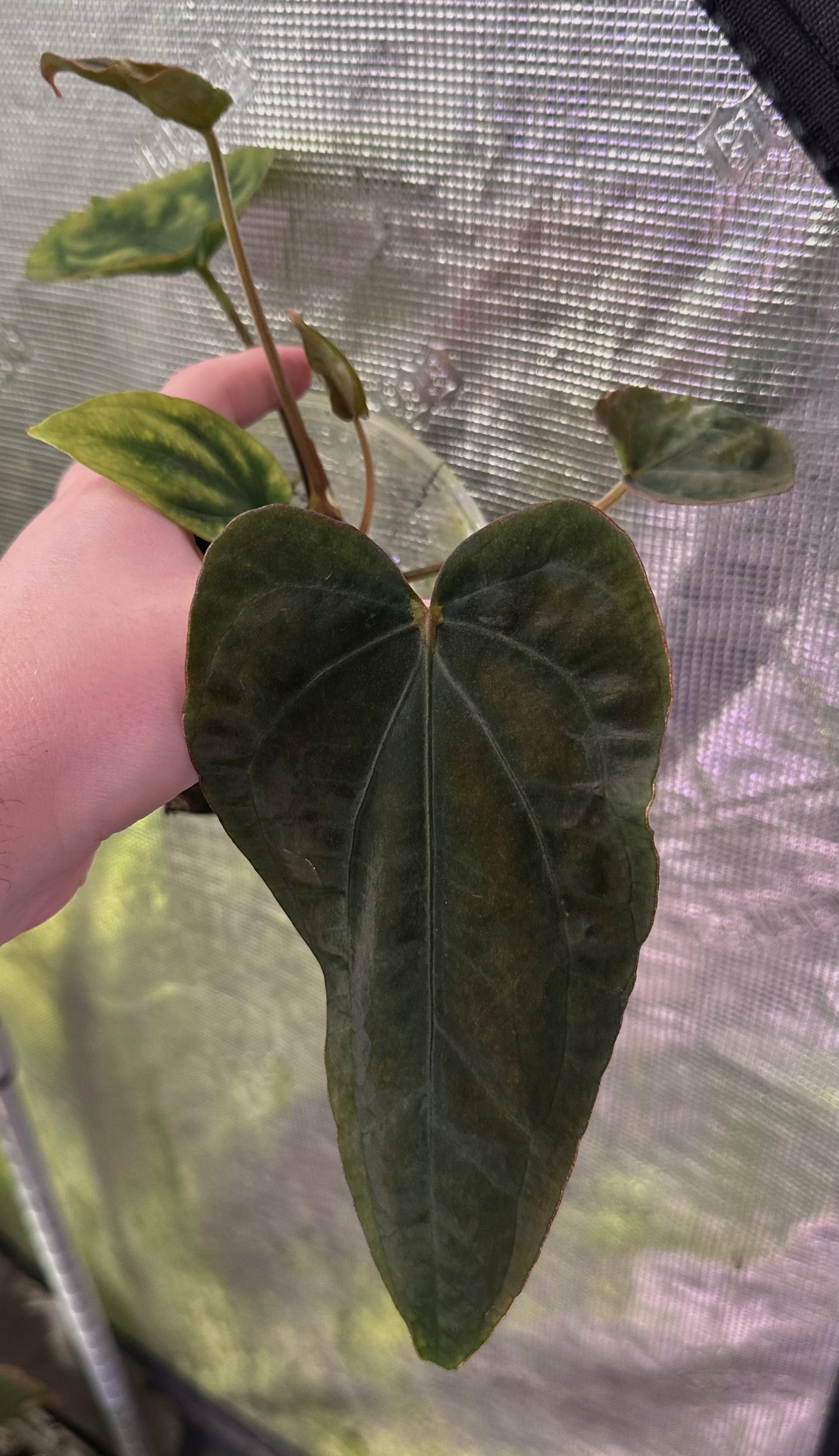 Anthurium dressleri RG F2 x Black dressleri