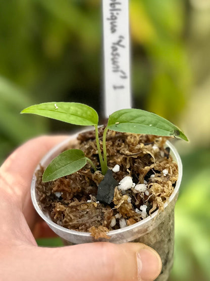 Monstera obliqua “Yasuní” #1