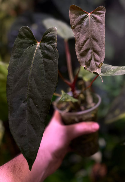 anthurium papillilaminum red stem Anthurium papillilaminum 'RL x FS' x self – AABexotics