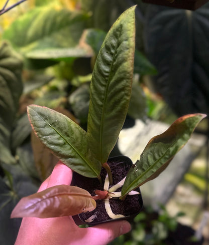 Anthurium willifordii *EXTREMELY RARE*